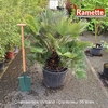 CHAMAEROPS VULCANO C55-min