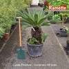 CYCAS REVOLUTA C45-min