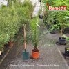 PHOENIX CANARIENSIS C10-min