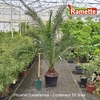 PHOENIX CANARIENSIS C55-min