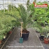 PHOENIX CANARIENSIS C110-min