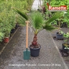 WASHINGTONIA ROBUSTA C25-min