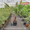 WASHINGTONIA ROBUSTA C55-min