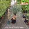 YUCCA ROSTRATA C55-min
