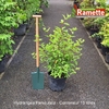 2024 HYDRANGEA PANICULATA C15-min