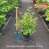 2024 HYDRANGEA PANICULATA C15-min