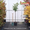 2025 CHATAIGNIER DEMI TIGE C15-min