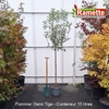 2025 POMMIER DEMI TIGE C15-min