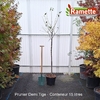 2025 PRUNIER DEMI TIGE C15-min