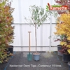 2025 NECTARINEIR DEMI TIGE C15-min