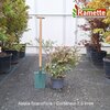 2025 ABELIA GRANDIFLORA C7.5-min