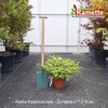 2025 ABELIA KALEIDOSCOPE C7.5-min