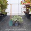 2025 ABELIA LUCKY LOTS C7.5-min