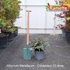2025 ATHYRIUM METALLICUM C10-min