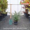 2025 CEANOTHUS ITALIAN SKIES C7.5-min