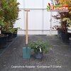 2025 CEANOTHUS REPENS C7.5-min