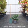 2025 CEANOTHUS YANKEE POINT C7.5-min