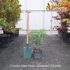 2025 CHOISYA AZTEC PEARL C7.5-min