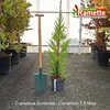 2025 CUPRESSUS GOLDCREST C7.5-min
