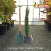 2025 CUPRESSUS TOTEM C7.5-min