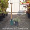 2025 EUONYMUS EMERALD'N GAITY C7.5-min