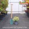 2025 EUONYMUS EMERALD'N GOLD C7.5-min