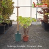 2025 HYDRANGEA ARBO ANNABELLE C5-min