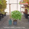2025 HYDRANGEA ARBO ANNABELLE C10-min