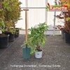 2025 HYDRANGEA ARBO INCREDIBALL C5-min