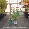 2025 HYDRANGEA ARBO PINK ANNABELLE C5-min