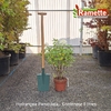 2025 HYDRANGEA PANICULATA C5-min