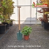 2025 HYDRANGEA SERRATA C5-min