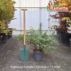 2025 HYPERICUM HIDCOTE C7.5-min