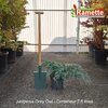 2025 JUNIPERUS GREY OWL C7.5-min