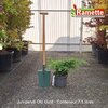 2025 JUNIPERUS OLD GOLD C7.5-min