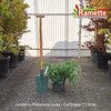 2025 JUNIPERUS PFITZER AUREA C7.5-min