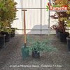 2025 JUNIPERUS PFITZER GLAUCA C7.5-min