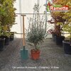 2025 OSMANTHUS BURKWOODII C10-min