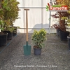 2025 OSMANTHUS GOSHIKI C7.5-min