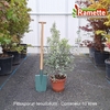 2025 PITTOSPORUM TENUIFOLIUM C10-min