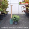 2025 PITTOSPORUM TOB NANA C7.5-min