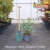 2025 PITTOSPORUM TOBIRA C7.5-min
