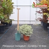 2025 PITTOSPORUM VARIEGATUM C10-min