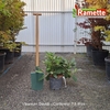 2025 VIBURNUM DAVIDII C7.5-min