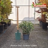 2025 VIBURNUM TINUS C10-min