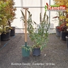 2025 BUDDLEJA DAVIDII C10-min