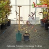 2025 CALLICARPA PROFUSION C7.5-min