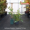 2025 CALYCANTHUS VENUS C10-min