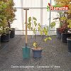 2025 CERCIS SILIQUASTRUM C10-min