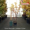 2025 CORNUS ALBA AUREA C10-min